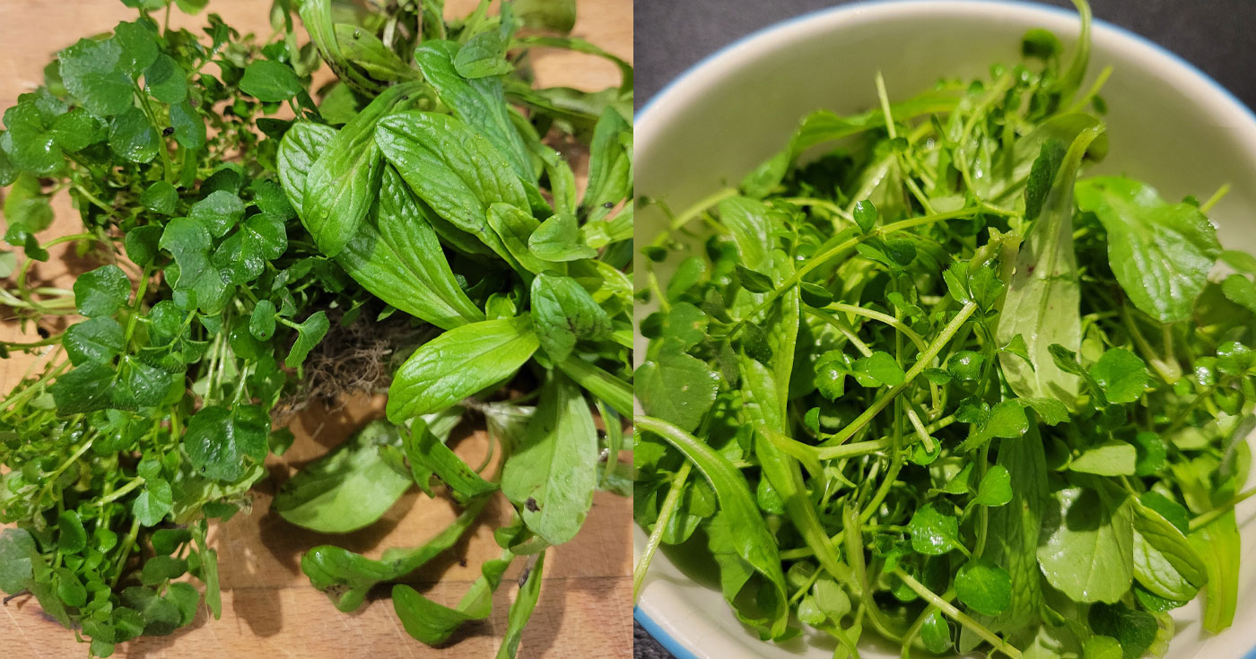 Récolte de feuilles de cardamine hirsute et de mâche sauvage
