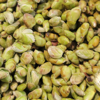 bourgeons-noisetier_1288167169